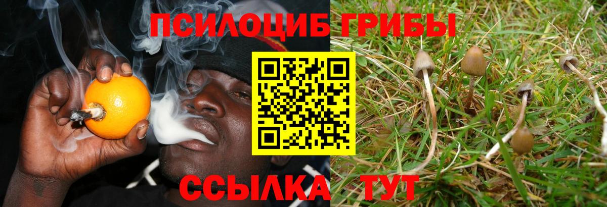 Галлюциногенные грибы Psilocybe Жигулёвск